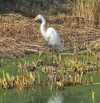대백로 from 2600 S Delaware St, San Mateo, CA, US on 2017년 10월 18일 (수) at 02:19 오후 by George Chrisman · iNaturalist... 