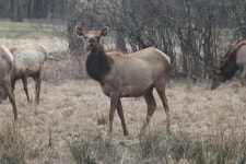 와피티사슴 from Elk County, PA, USA on 2020년 03월 12일... a group o... · iNaturalist 와피티사슴 (Cervus canadensis)