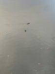 넓적부리 from Nieuwelaan 38, 1860 Meise, Belgium on 2017년 10월 20일 (금) at 09:10 오전 by Quentin Groom ·  iNaturalist... 
