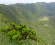 Erica azorica from Faial on 2013년 06월 30일 (일) by Jakob Fahr. Somewhere near the rim of the caldera. · iNaturalist Erica... 