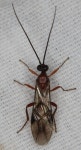 맵시벌상과 from San Benito County, CA, USA on 2021년 01월 14일 (목) at 11:21 오후 by Paul G. Johnson · iNaturalist... 