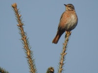 노랑지빠귀 from Icheon-si, Gyeonggi-do, South Korea on 2021년 02월 21일 (일) at 09:33 오전 by Justin Walker · iNaturalist... 