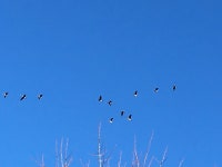 캐나다기러기 from S Wells St, Butler, MO, US on 2021년 02월 22일 (월) at 04:36 오후 by mcchris. Another crappy iPhone bird... 