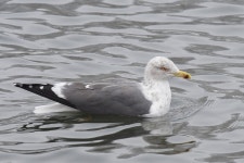 줄무늬노랑발갈매기 from Гатчинский р-н... 02:17 오후 by zametnya · iNaturalist 줄무늬노랑발갈매기 (Larus fuscus)