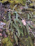 Asplenium resiliens in 2월 2021 by abelkinser · iNaturalist Asplenium resiliens