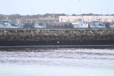 쇠백로 from Figueira da Foz, Portugal on 2017년 10월 21일 (토) at 09:11 오전 by Michael Bakker Paiva · iNaturalist 쇠백로... 