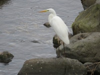 중대백로 from Kajiya, Yugawara, Ashigarashimo District, Kanagawa 259-0313, Japan on 2021년 03월 04일 (목) at 03:26 오후 by Marco... 