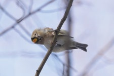 상모솔새 from Süd, Leipzig, Deutschland on 2021년 02월 11일 (목) at 04:09 오후 by max_hof_mann · iNaturalist 상모솔새... 