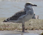 큰검은머리갈매기 from Musura Bay on 2015년 06월 26일 (금)... Boscain · iNaturalist 큰검은머리갈매기 (Ichthyaetus ichthyaetus)
