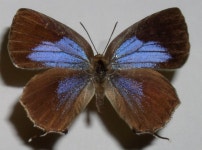 クヌギ上の終齢幼虫飼育 Breeding from the last stage larva on Quercus acutissima. · iNaturalist 참나무부전나비 (Wagimo signatus)