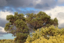 Acacia cyclops from Heuningrug just N of Heuningrug farm houses on 2017년 10월 26일 (목) at 06:19 오후 by Tony Rebelo. Mature... 