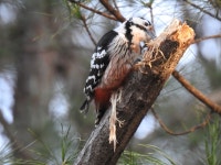 큰오색딱따구리 from Icheon-si, Gyeonggi-do, South Korea on 2021년 03월 17일 (수) at 07:57 오전 by Jay · iNaturalist... 