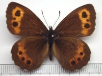 Erebia ligea takanonis from 日本、〒506-1422 岐阜県高山市奥飛騨温泉郷中尾 on 2001년 08월 05일 (일) by Y. Kawabe.... 