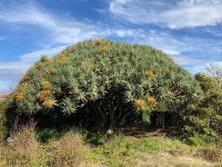 용혈수 from Pico Island, Madalena, Ilha do Pico, PT on 2021년... at 11:10 오전 by Joao Pinelo · iNaturalist 용혈수 (Dracaena draco)