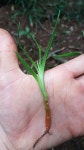 용혈수 from Auckland-Waiwera Motorway, Northcote, Auckland... found growing under a large... · iNaturalist 용혈수 (Dracaena draco)