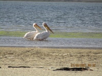 큰사다새 from Rooisand (Botrivier) Overberg District... Location not accurate. · iNaturalist 큰사다새 (Pelecanus onocrotalus)