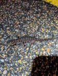 United States on 2021년 03월 22일 (월) at 08:32 오후 by Dexter R Mardis · iNaturalist 서부호랑이도롱뇽 (Ambystoma mavortium)