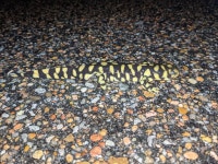 United States on 2021년 03월 22일 (월) at 08:36 오후 by Dexter R Mardis · iNaturalist 서부호랑이도롱뇽 (Ambystoma mavortium)