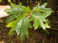 루브라참나무 from Avalanche Preserve on 2009년 09월 23일... 오전 by Steven Joyner · iNaturalist 루브라참나무 (Quercus rubra)