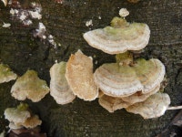 흰구름송편버섯 from ostrowiecki, Polska on 2021년 04월 10일... Dawid Wojtachnio · iNaturalist 흰구름송편버섯 (Trametes hirsuta)