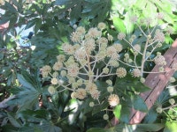 팔손이 from Sakanao, Sakae, Inba District, Chiba Prefecture 270-1513, Japan on 2017년 11월 24일 (금) at 12:34 오전 by... 