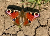 공작나비 from Richmond, UK on 2021년 04월 19일 (월) at 04:28 오후 by Susanna Ramsey · iNaturalist 공작나비 (Aglais io)