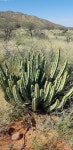 Euphorbia avasmontana in 4월 2021 by Pieter · iNaturalist Euphorbia avasmontana