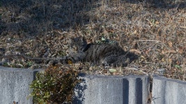 고양이 from 대한민국 경상남도 진주시 on 2021년 02월 21일 (일) at 04:16 오후 by doze · iNaturalist 고양이 (Felis catus)