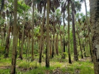 Sabal palmetto from Crawfordville, FL 32327, USA on 2021년 04월 23일 (금) at 02:33 오후 by Richard Harris · iNaturalist Sabal... 