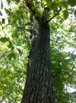 루브라참나무 from Rutland County, US-VT, US on 2012년 05월... 오후 by Charlie Hohn · iNaturalist 루브라참나무 (Quercus rubra)