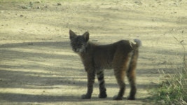 붉은스라소니 from Santa Clara County, CA, USA on 2017년 12월 09일 (토) at 02:20 오후 by TomV. a young one · iNaturalist... 