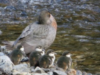 Hymenolaimus malacorhynchos from Central Whirinaki Hut on 2013년 10월 27일 (일) by Katy Johns. Blue duck with four ducklings... 