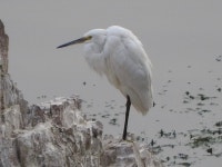 쇠백로 from Sodagaran Mohalla, Jodhpur, Rajasthan 342001, India on 2017년 12월 04일 (월) at 03:42 오후 by Julie ·  iNaturalist... 