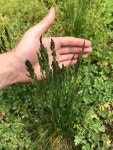 포아풀속 from E Arcadia Ave, Columbus, OH, US on 2021년 04월... at 01:20 오후 by erheinmurray02 · iNaturalist 포아풀속 (Genus Poa)