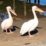 큰사다새 from Velddrif, 7365, South Africa on 2015년 06월... 오전 by martelladup · iNaturalist 큰사다새 (Pelecanus onocrotalus)