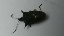 Proxys victor from Turbaco, Bolívar, Colombia on 2017년 11월 28일 (화) by Carlos Rangel · iNaturalist Proxys victor