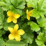 나도양지꽃속 (Genus Waldsteinia) · iNaturalist 나도양지꽃속 (Genus Waldsteinia)