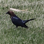 Molothrus ater from Bay: Joe Soehnel Nature Trail: Hampton Twp, MI, USA on 2021년 05월 02일 (일) at 11:43 오전 by gpete... 