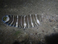 Zebrias zebrinus in 5월 2021 by Tse Chung Yi · iNaturalist Zebrias zebrinus