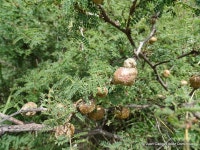 Mimosa aculeaticarpa from Atltzayanca, Tlaxcala, Mexico on 2017년 09월 20일 (수) at 01:14 오후 by Juan Carlos López... 