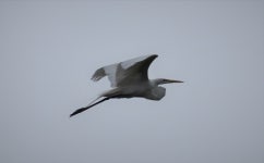 중대백로 from Meadow Lake, Round Rock, TX 78665, USA on 2021년 05월 01일 (토) at 05:50 오후 by Mike Farley. Great Egret Rivery... 
