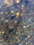Oncorhynchus kisutch from Comox Valley, BC, Canada on 2021년 05월 01일 (토) at 03:56 오전 by Cumberland Forest. Im not a... 