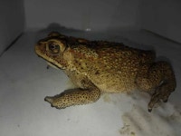 98357, Indonesia on 2021년 05월 07일 (금) at 06:59 오후 by loise_lloar · iNaturalist 아시아검은안경두꺼비 (Duttaphrynus... 