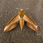 노랑줄박각시 from 190, Street 3 Lane 1, Nagalli Hills Colony, Dona Paula, Goa 403004, India on 2018년 01월 05일 (금) at 07:46... 