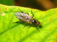 Empidinae from 대한민국 충청남도 예산군 덕산면 on 2013년 05월 08일 (수) by onidiras-iNaturalist · iNaturalist Subfamily... 