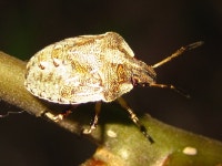 가시노린재 from 대한민국 충청남도 예산군 덕산면 on 2013년 05월 08일 (수) by onidiras-iNaturalist · iNaturalist 가시노린재... 