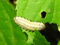 곤충강 from 대한민국 충청남도 예산군 덕산면 on 2012년 05월 15일 (화) by onidiras-iNaturalist · iNaturalist 곤충강 (Class... 