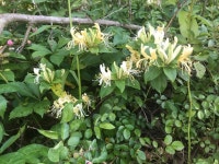 인동덩굴 from SR-253, Hackleburg, AL, US on 2021년 05월 15일... 오후 by swoodbird · iNaturalist 인동덩굴 (Lonicera japonica)