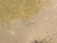 옴개구리 from 속초리, 홍천군, 강원도, KR on 2021년 05월 19일 (수) at 01:43 오후 by Yucheol Shin · iNaturalist 옴개구리... 