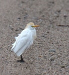 황로 from Sutton, NE 68979, USA on 2021년 05월 09일 (일) at 10:43 오전 by Steven Mlodinow · iNaturalist 황로 (Ardea ibis)